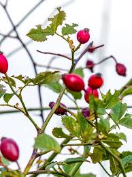 Epingle Sur Plante