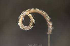 Image result for Ctenium