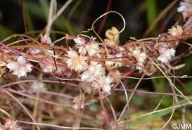Image result for Cuscuta planiflora