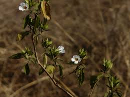 Image result for Petalidium