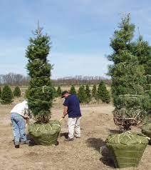 Pin On Trees