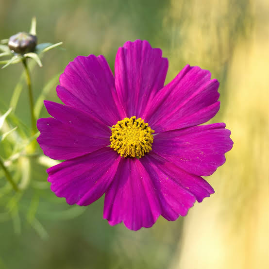 Cosmos bipinnatus Casanova Violet - Premier Seeds Direct