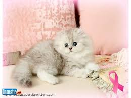 Amazing teacup persian kittens 12 yrs and 4 mths old. Stunning Silver Tip Persian Kittens Available Check Out Our Beautiful Lineup Of Silvertip Persian Kittens Persian Kittens For Sale Cat Adoption Persian Kittens