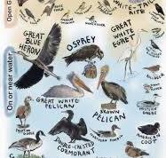 Southern California Laminated Bird Guide (on Clip)
