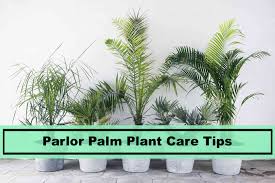 The parlor palm tree, scientific name chamaedorea elegans, is native to guatemala. Parlor Palm House Plant Caring Tips For 2021 Plants Spark Joy