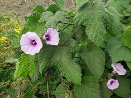 Image result for Ipomoea wightii