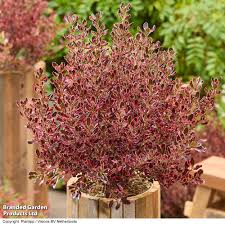 Image result for Coptosperma rhodesiacum