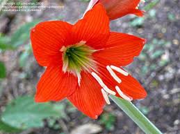 Image result for Hippeastrum puniceum