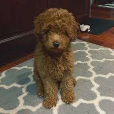 740 likes · 38 talking about this. Golden Doodle Puppies For Sale Du Quoin Il 312872