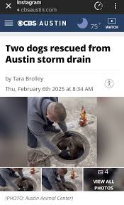 If possibly your dogs, go to AAC. Per article not chipped. Click