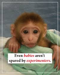 PETA (People for the Ethical Treatment of Animals)