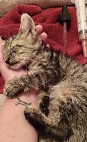 Kitten Found At Gas Station Hasn T Stopped Cuddling His Rescuer Who Was Also Abandoned At Birth Katzenbabys Katzen Hubsche Katzen