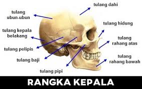 Namun, karena anak tumbuh tulang bersatu bersama dan sistem kerangka manusia dewasa terdiri dari 206 tulang. Pengertian Bagian Bagian Dan Fungsi Rangka Tubuh Manusia Habibullah Al Faruq