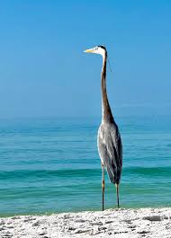 My daughter in law captured this picture today at the beach.