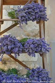 Lavender Bunches On Shelves For Sale At Market Lavender Flowers Beautiful Flowers Pretty Flowers