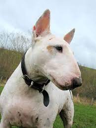 english bull terrier english bull terriers british bull terrier bull terrier funny