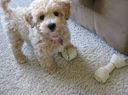 Candace Hendricks Super Cute Dogs Poochon Dog Poochon Puppies