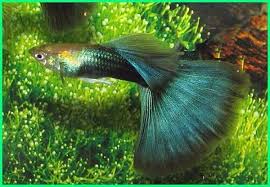 Ikan guppy sangat cocok sekali untuk dipelihara di akuarium. 40 Jenis Ikan Guppy Yang Bagus Beserta Keterangan Dan Gambarnya Dunia Fauna Hewan Binatang Tumbuhan Hewan Ikan Binatang
