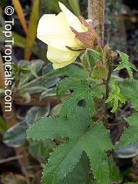 Image result for Abelmoschus esculentus