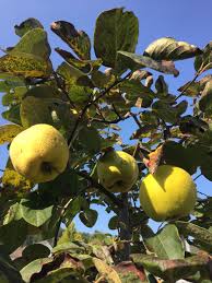 Die frucht wird in vielen ländern der welt auf verschiedene art und weise gegessen. Quittengelee Ist Zu Ende Quitten Quitte Quittengelee
