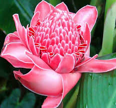 Image result for Etlingera