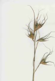 Image result for Themeda
