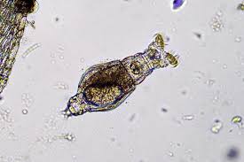 Image result for Eragrostis rotifer