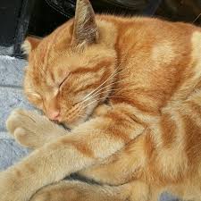 Sari Tekir Kedi Kopek