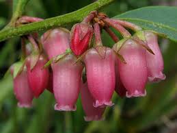 Image result for Rawsonia lucida