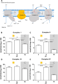 Check spelling or type a new query. A Day In The Life Of Mitochondria Reveals Shifting Workloads Scientific Reports