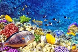 Mewarnai sketsa gambar pemandangan bawah laut berwarna 10 Potret Keindahan Bawah Laut Indonesia Yang Bikin Segar