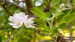 If you're wondering where to buy affordable flowering trees online then you've come to the right place. When How To Fertilizer Your Fruit Trees Organic Gardening Blog Grow Organic
