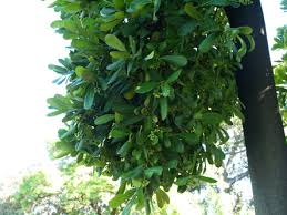 Image result for Brexia madagascariensis
