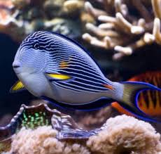 Besides good quality brands, you'll also find plenty of discounts when you shop for saltwater fish during big sales. Saltwater Fish For Sale Online Buy Marine Fish For Sale From Online Fish Store