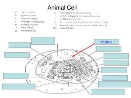Check spelling or type a new query. Ppt Animal Cell Powerpoint Presentation Free Download Id 7008173