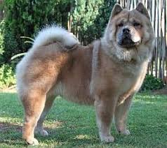 Pomeranian Dog Price In Kerala Kollam Pets Lovers