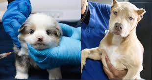 Dogs found in Pierce County with King County tag