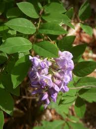 Image result for Vigna frutescens