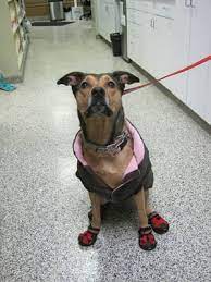 Maybe you would like to learn more about one of these? Family Pet Animal Hospital 37 Photos 187 Reviews Veterinarians 1401 W Webster Ave Chicago Il Phone Number