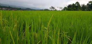 Jangan menangis sayang safura ft oney lirik. Jelang Panen Padi Milik Petani Malah Dibabat Pencuri Langsung Di Sawah Okezone News