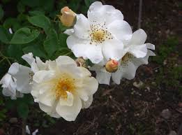 The Rose Of All The World Is Not For Me I Want For My Part Only The Little White Rose Of Scotland That Smells Sharp And Sw White