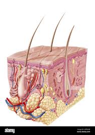 Adult Skin Integumentary System And Its Appendages This Illustration Represents A 3d Section View Of 3 4 Of The Anatomy And Structure Of The Skin Wi Stock Photo Alamy