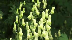 Aconitum Vulparia Yellow Monkshood In Stock Footage Video 100 Royalty Free 6653735 Shutterstock
