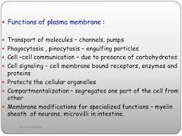 Cell Membrane