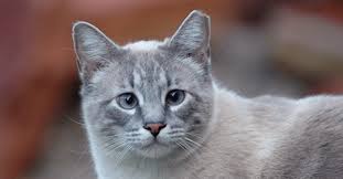 You need to have time, and you need have patience. What To Do If You Find A Stray Cat Trusty Tails Pet Care
