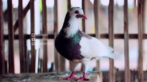 Jual beli merpati area maospati.barat.magetan. Grebek Penjual Burung Merpati Daerah Majenang Merpatiku Youtube