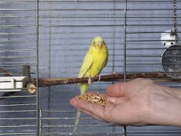 Budgie Food List Budgie Food Budgie Guide Guide Omlet Uk