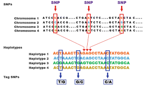 Human chromosomes lab 5 objectives upon completion of this activity, you should be able to: Systems Biology A New Frontier In Science Springerlink
