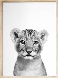 Baby Black And White Lion Pictures Pin On Ashlee Binder Printable Home Decor