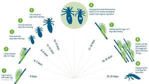 Image result for lice life cycle